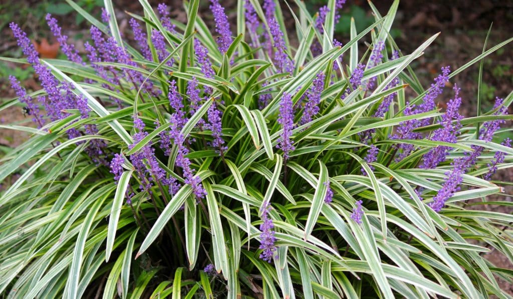 Liriopi Grass - Taylor Landscaping