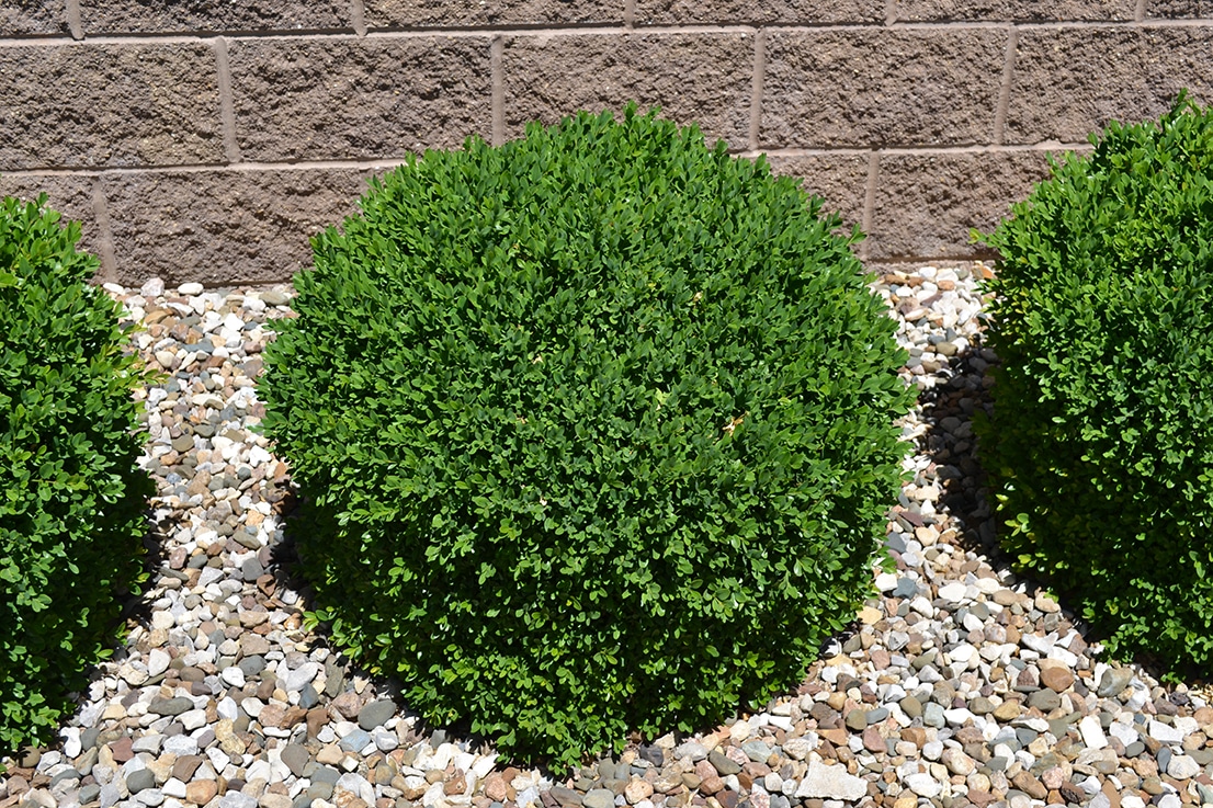 Winter Protection For Boxwood