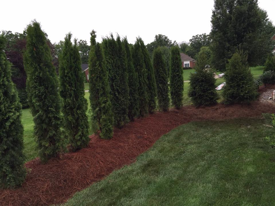 Tree Care - Louisville, KY