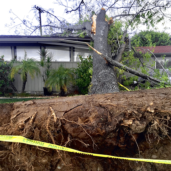 Tree Cleanup From Natural Disaster - Louisville, KY