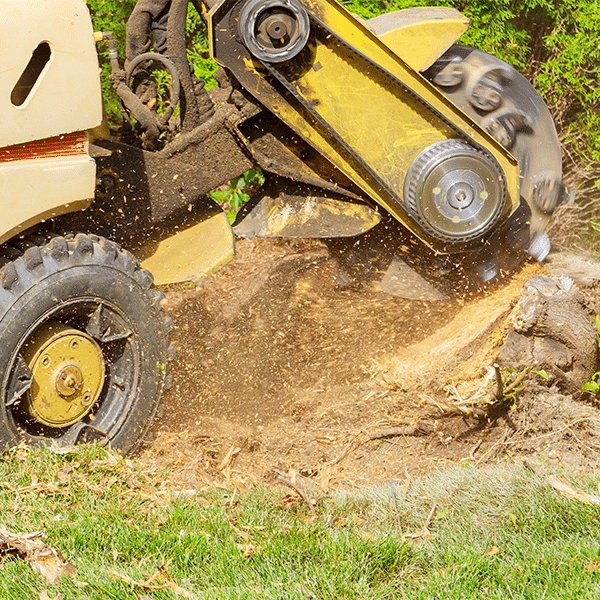 Stump Grinding - Louisville, KY