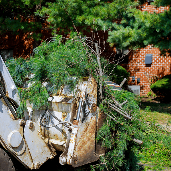 Tree Removal - Louisville, KY